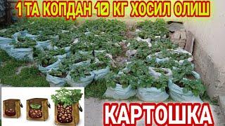 QOPDA KARTOSHKA YETISHTRISH SIRLARI/КОПДА КАРТОШКА ЕТИШТИРИШ СИРЛАРИ