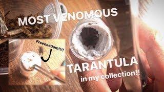 Unboxing the MOST VENOMOUS TARANTULAs in MY COLLECTION !!! ~ Feather Legged Baboons