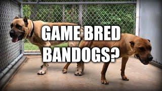 HOW TO MAKE A GAME BRED BANDOG - EXCLUSIVE INTERVIEW - LEE ROBINSON - AMERICAN SENTINEL K9