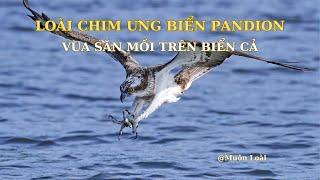 Nhật ký Muôn loài. Loài chim ưng biển (Pandion): Vua săn mồi trên biển cả