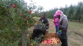 RSE workers in Nz...  Hirst boys harvest jazz apple..(Hastings New-Zealand 2016).