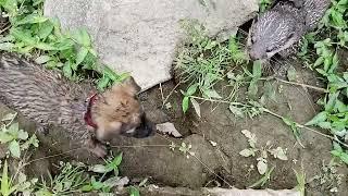 sentot & ophet berlatih fisik di pinggir sungai #otter #anakanjingpemburu #animals #dog