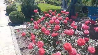В гості до сусідки Тетяни#вирощуваннягортензій#троянди#квіти#квітник#великолиснігортензії#гортензії