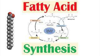 Fatty Acid Synthesis Pathway: Overview, Enzymes and Regulation