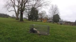 Skunk in a Live Trap : How To Cover for Release or Movement