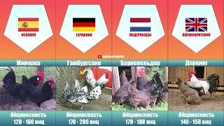 Породы кур | куры из разных стран | яйценоскость