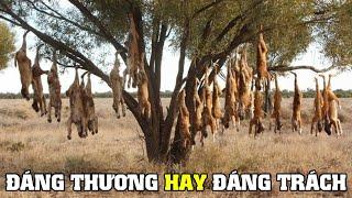 Chó Dingo - Loài Động Vật Gây Tranh | Khám Phá Thế Giới Động Vật