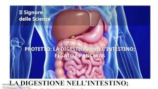 La Digestione - parte 2 (Intestino); il fegato e il pancreas