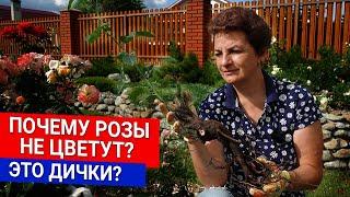 Почему розы не цветут? Это дички?