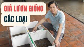 Giá Lươn Giống Theo Từng Loại Không Phải Ai Cũng Biết – Trại Giống Đông Sơn