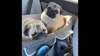 3 Pug dogs on a Road trip - Travel day 3 -Destination 2