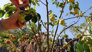 Growing, Harvesting And Processing Quince Fruit | A Delicious Nutritional Powerhouse!