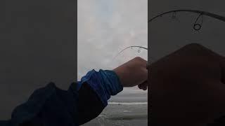 Lucky Craft Half Mirror Glow  [SoCal Surf Fishing]