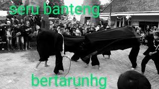 HIBURAN// SANGAT SERU P3RT4RUNG4N BANTENG HITAM VS BANTENG HITAM