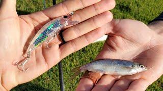 Artificial vs live bait Snook fishing challenge