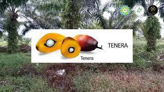 Mengenal lebih dekat tentang Kelapa sawit