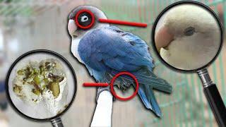 Signs You Have a SICK BIRD!!! | Vet Series | Feat. Matt Gosbell