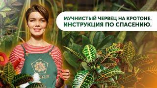 Мучнистый червец на Кротоне. Инструкция по спасению.