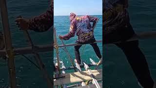 Mancing kakap putih besar di laut | Kakap Babon