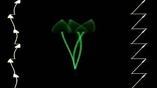 Jerobeam Fenderson - How To Draw Mushrooms On A Oscilloscope (X/Y Oscilloscope/Sidwiz)