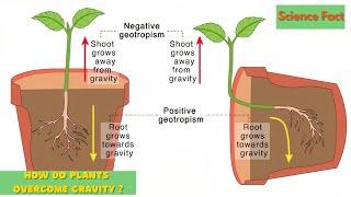 How Plants Grow Against The Gravity | The Fascinating Science of Gravity Defying Plants