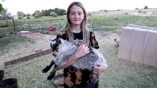 My Farm: The Difference Between Nigerian and Pygmy Goats