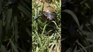 Eastern Hercules Beetle Worth over $500 in Japan! #beetle #missouri