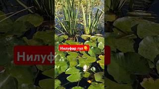 Нилуфар гулни ким курган сувда усишини