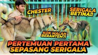 AKHIRNYA CHESTER BERTEMU DENGAN SERIGALA BETINANYA ! INI NAMANYA ! APAKAH MEREKA LANGSUNG BERTEMAN?!