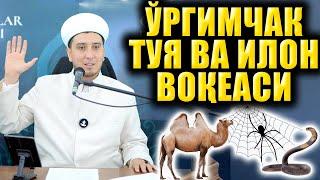 ЎРГИМЧАК ТУЯ ВА ИЛОН ВОҚЕАСИ. ИБРАТЛИ ҲИКОЯЛАР