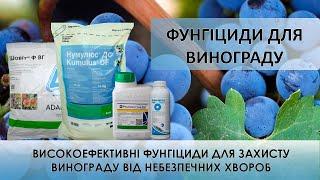 Найкращі фунгіциди для винограду - Шавіт Ф, Кумулюс, Стробі, Вівандо, Рідоміл Годд, Топсин М та ін.