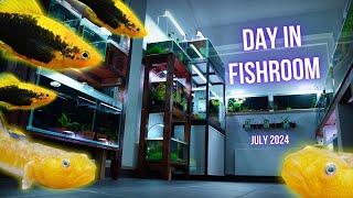 I got NEW FISH (SUPER RARE GOBY and PLATY FISH) | A DAY in the FISHROOM JULY 2024