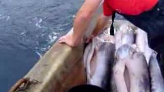 swordfishing off the coast of Nova Scotia