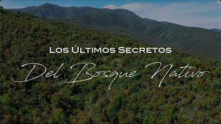 "Los Últimos Secretos del Bosque Nativo"