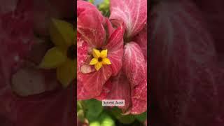 Buddha’s Lamp & Poinsettia Flowers          ( Song : Humnava Slow + Reverb )#nature #flowers #love