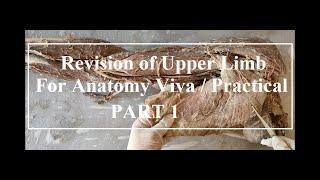 Revision of upper limb Dissection for Anatomy viva/ Practical (Muscles + Nerve supply ) PART 1