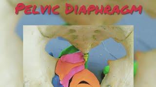 Anatomy of pelvic diaphragm