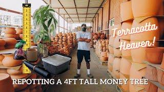 How To Repot A 4 Ft Tall Money Tree | CRAZY!