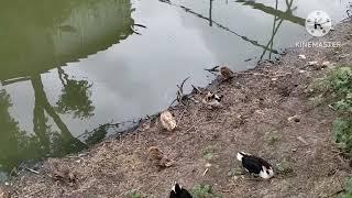 My Village Cute Duck Vlog