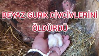 BEYAZ HİNT YENİ ÇIKAN CİVCİVLERİ ÖLDÜRDÜ/KALAN YAVRUYU DİĞER GURK BAKIYOR.