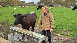 Gloucester Cattle at Adam Henson's Cotswold Farm Park