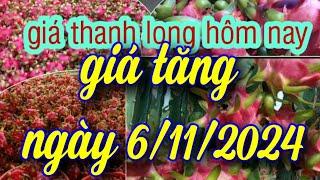 giá thanh long hôm nay ngày 6/11/2024