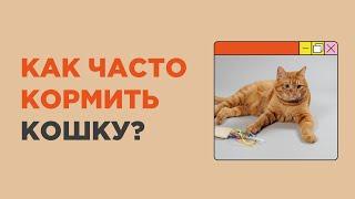 Как часто нужно кормить кошку в день?