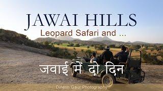 Jawai Leopard Safari - जवाई में दो दिन Jawai Hills Leopard Safari #jawaileopard #jawai #rajasthan