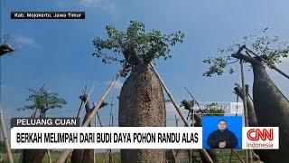 Berkah Melimpah dari Budi Daya Pohon Randu Alas