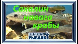 Диалоги о рыбалке - 061 / Сахалин. Крабы, навага