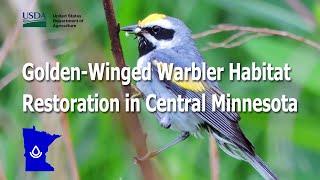 Golden-winged Warbler Habitat Restoration in Central Minnesota