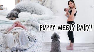 Bringing Baby Home From Hospital! (PUPPY MEETS BABY!)