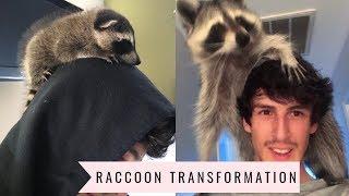 Raccoon Transformation from Baby to Adult: 1 year update