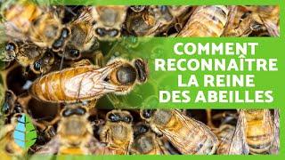 La REINE des ABEILLES  À quoi ressemble la REINE des ABEILLES ? Taille, Fonctions, Cycle de vie